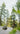smiling female runner through trees